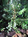 AgathisAustralis03.jpg
