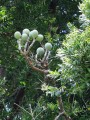 AgathisAustralis01.jpg