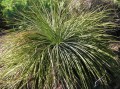 AgaveOrnithobroma02.jpg
