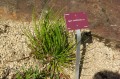 AgaveOrnithobroma03.jpg