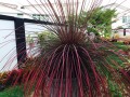 AgaveOrnithobroma01.jpg
