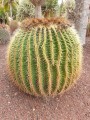 EchinocactusGrusonii04.jpg