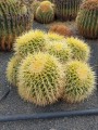 EchinocactusGrusonii02.jpg
