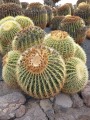 EchinocactusGrusonii03.jpg