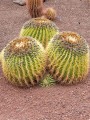 EchinocactusGrusonii05(1).jpg