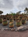 EchinocactusGrusonii01.jpg
