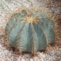 FerocactusGlaucescens01.jpg