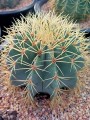 FerocactusGlaucescens02.jpg