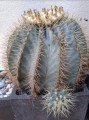 FerocactusGlaucescens03.jpg