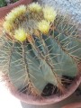 FerocactusGlaucescens04.jpg
