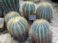FerocactusGlaucescens05.jpg