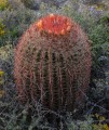 FerocactusPilosus01.jpg