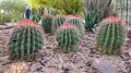FerocactusPilosus02.jpg