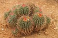 FerocactusPilosus04.jpg