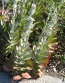 KalanchoeThyrisflora03.jpg