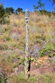 KalanchoeThyrisflora02.jpg