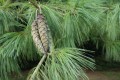 PinusWallichiana02.jpg