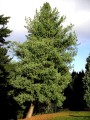 PinusWallichiana03.jpg
