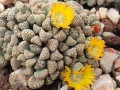 TitanopsisSchwantesii02.jpg