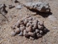 TitanopsisSchwantesii03.jpg