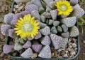 TitanopsisSchwantesii01.jpg