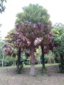 LivistonaJenkinsiana01.jpg