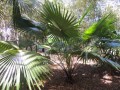 LivistonaJenkinsiana04.jpg