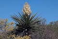 YuccaTreculeana04.jpg