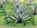 AgaveVilmoriniana05.jpg