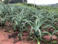 AgaveVilmoriniana04.jpg