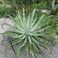 AgaveVilmoriniana03.jpg
