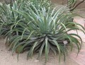 AgaveVilmoriniana02.jpg