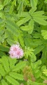 MimosaDiplotricha01.jpg