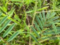 MimosaDiplotricha03.jpg