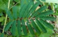 MimosaDiplotricha04.jpg