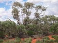 EucalyptusGamophylla03.jpg
