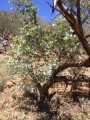 EucalyptusGamophylla04.jpg