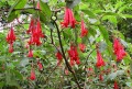 FuchsiaBolivianaRed06.jpg