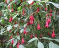 FuchsiaBolivianaRed05.jpg