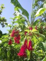 FuchsiaBolivianaRed03.jpg