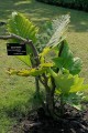 LeeaMacrophylla01.jpg