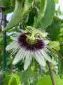 PassifloraEdulisFlavicarpa06.jpg