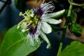 PassifloraEdulisFlavicarpa05.jpg