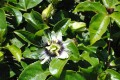 PassifloraEdulisFlavicarpa04.jpg