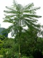 SchizolobiumParahyba04.jpg