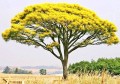 SchizolobiumParahyba03.jpg