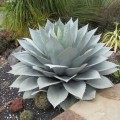 AgaveOvatifolia05.jpg