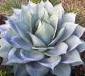 AgaveOvatifolia01.jpg