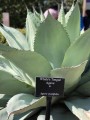 AgaveOvatifolia02.jpg