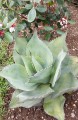 AgaveOvatifolia03.jpg